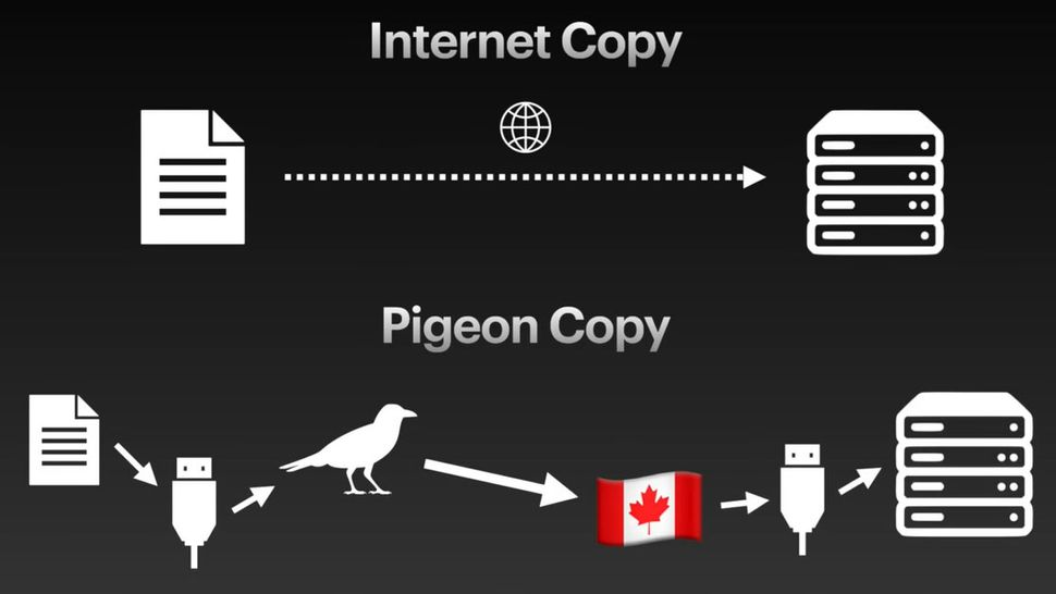 Taube ist bei Datenübertragung schneller als Gigabit-Glasfaser-Internet Titel